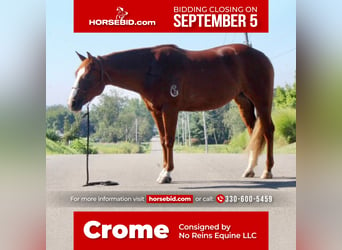 American Quarter Horse, Mare, 9 years, 15 hh, Sorrel, in Fredericksburg, OH,