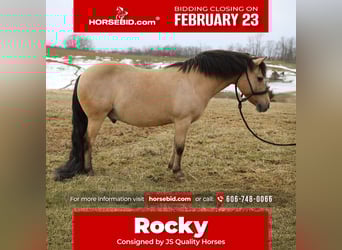 Quarter Pony, Wallach, 12 Jahre, 135 cm, Buckskin, in Wallingford