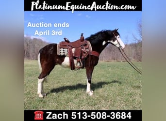 Kentucky Mountain Saddle Horse, Hongre, 9 Ans, 147 cm, Tobiano-toutes couleurs, in salyersville KY,
