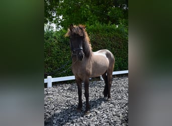 Icelandic Horse, Mare, 9 years, 14,2 hh, Grullo, in Venlo