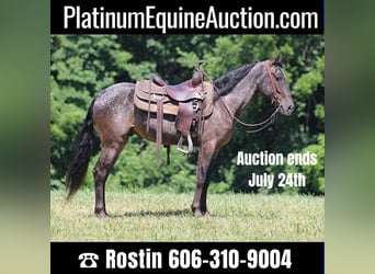 Kentucky Mountain Saddle Horse, Hongre, 6 Ans, 150 cm, Gris, in Whitley City KY,