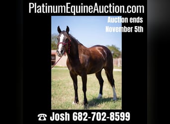 Gypsy Horse, Gelding, 6 years, 15.1 hh, Black, in Stephenville TX,