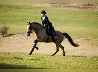 Cruzado, Caballo castrado, 10 años, 162 cm, , in Nettersheim