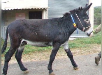 Donkey, Stallion, 5 years, 14.2 hh, Black, in BERGA, BARCELONA,