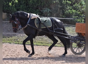 Menorquin, Stallion, 7 years, 15.2 hh, Black, in Menorca,