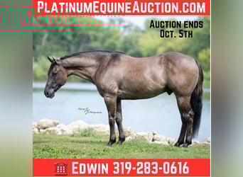 Quarter horse américain, Hongre, 8 Ans, 150 cm, Grullo, in Fairbank IA