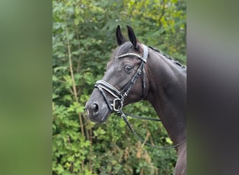 Oldenburgo, Caballo castrado, 7 años, 172 cm, Negro, in Obergösgen,