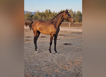 PRE, Giumenta, 2 Anni, 167 cm, Grigio, in Cañada,