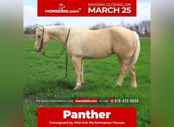 Quarter horse américain, Hongre, 10 Ans, 147 cm, Palomino, in Sallisaw,