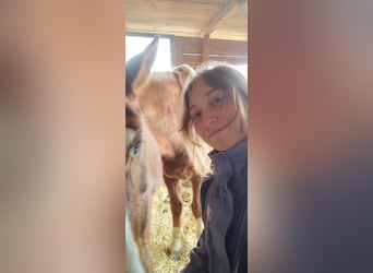 2-3 mal im Monat Reitbeteiligung 