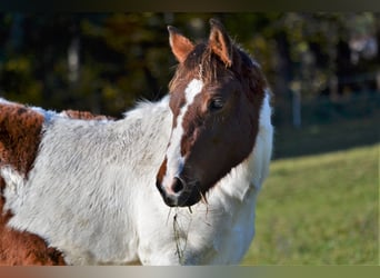 Pintos Mix, Merrie, 1 Jaar, 150 cm, Gevlekt-paard, in Thalgau,