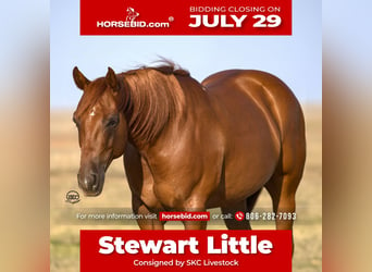 Quarter horse américain, Hongre, 6 Ans, 147 cm, Alezan cuivré, in Canyon, TX,