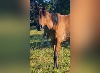 Ägyptischer Araber, Stute, 2 Jahre, 150 cm, Rabicano, in Haunetal