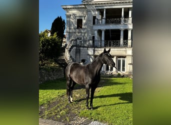 Hanovrien, Jument, 6 Ans, 170 cm, Noir, in Leichlingen,