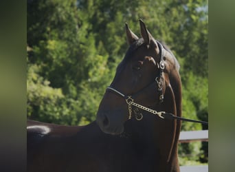 Holsteiner, Wallach, 4 Jahre, 174 cm, Schwarzbrauner, in Noville