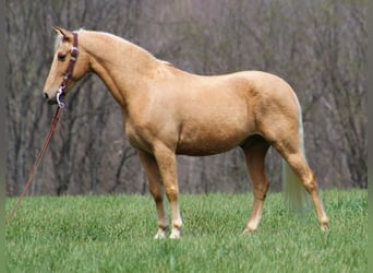 Missouri Foxtrotter, Gelding, 11 years, Palomino, in Crab Orchard Ky,