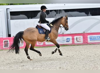 Hannoveraner, Wallach, 9 Jahre, 166 cm, Brauner, in Dietikon,