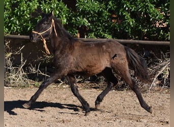 Andalusian, Stallion, 1 year, 15.2 hh, Black, in Mallorca,