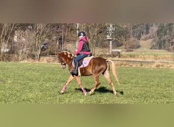 German Riding Pony, Gelding, 6 years, 13.2 hh, Chestnut-Red, in Schlins,