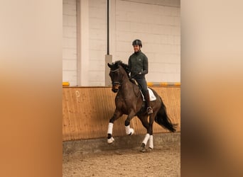 Baden Württemberger, Castrone, 5 Anni, 171 cm, Baio, in Dinslaken