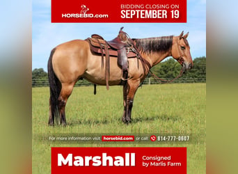 American Quarter Horse, Wallach, 10 Jahre, 150 cm, in Rebersburg, PA,