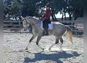 Spaans sportpaard, Merrie, 5 Jaar, 168 cm, Schimmel, in colmenar viejo