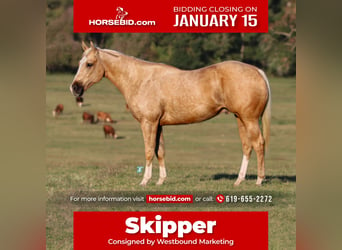 Quarter horse américain, Hongre, 4 Ans, 152 cm, Palomino, in Carthage, TX,