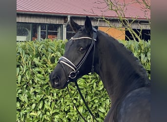 Hannoveriano, Caballo castrado, 4 años, 168 cm, Negro, in Visbek,