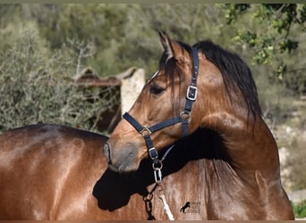 PRE, Stallion, 4 years, 16 hh, Dun, in Mallorca,