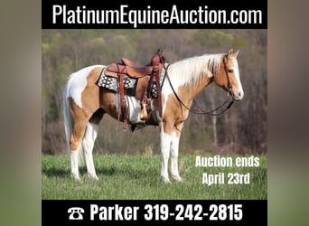 Paint Horse, Wallach, 13 Jahre, 152 cm, Palomino, in Brodhead KY,