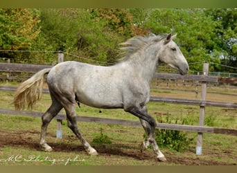 Andalusier, Valack, 2 år, 156 cm, Grå, in Polenz,