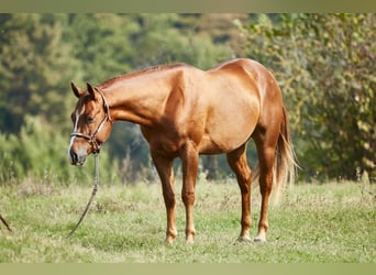 American Quarter Horse, Wallach, 3 Jahre, 151 cm, Fuchs, in München,