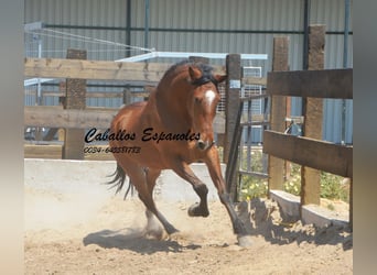 Andalusian, Gelding, 4 years, 15.1 hh, Brown, in Vejer de la Frontera,