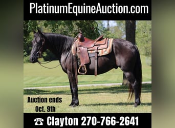 American Quarter Horse, Wallach, 11 Jahre, 155 cm, Rappe, in Sanora KY,