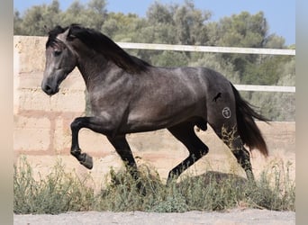 PRE, Stallion, 3 years, 16.1 hh, Gray, in Mallorca,