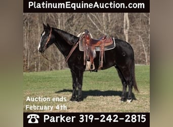 American Quarter Horse, Gelding, 10 years, 15.1 hh, Black, in Somerset, KY,