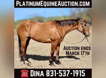 American Quarter Horse, Wallach, 10 Jahre, 150 cm, Falbe, in Paicines CA,