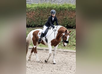 Suche Reitbeteiligung 