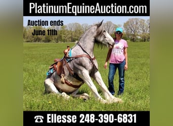 Shire Horse, Jument, 10 Ans, 168 cm, Sabino, in Highland MI,