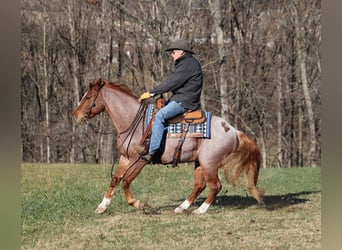 American Quarter Horse, Wallach, 9 Jahre, 152 cm, Roan-Bay, in Mount Vernon,