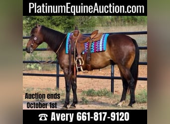 American Quarter Horse, Gelding, 8 years, Bay, in Stephenville TX,