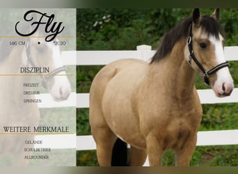 Welsh-PB Mix, Merrie, 4 Jaar, 146 cm, Buckskin, in Nettersheim,