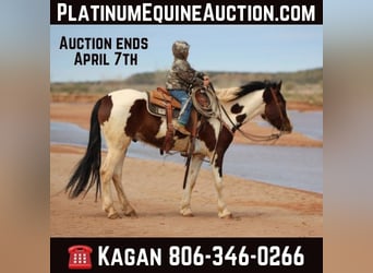 Quarterhäst, Valack, 5 år, 155 cm, Tobiano-skäck-alla-färger, in Vernon TX,