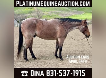 Quarter horse américain, Hongre, 12 Ans, 152 cm, Roan-Bay, in PAICINES, CA,