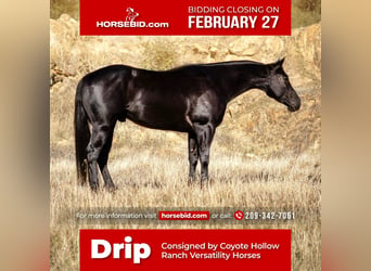 Quarter horse américain, Hongre, 6 Ans, Noir, in Waterford, CA,