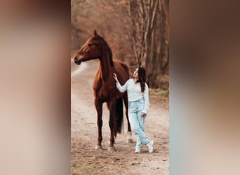 Mare 5 years