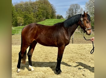 Westfale, Stute, 2 Jahre, 167 cm, Brauner, in Wipperfürth