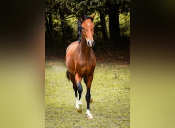 Westfale, Wallach, 3 Jahre, 163 cm, Brauner, in Brakel