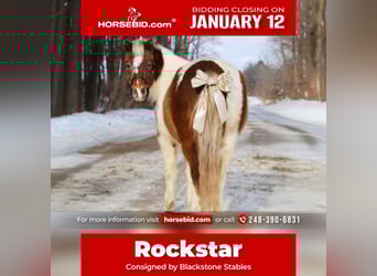 Shetland Ponies, Gelding, 13 years, 10 hh, Pinto, in Howell