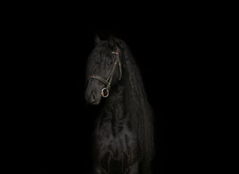 Friesian horses, Stallion, 7 years, 16.1 hh, Black, in Bad Wurzach,
